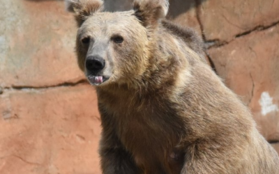 V zoologické zahradě Ohrada se narodila dvě mláďata medvěda plavého