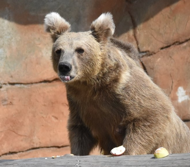 V zoologické zahradě Ohrada se narodila dvě mláďata medvěda plavého