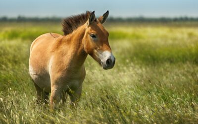 Zoo Praha přepraví koně Převalského na východ Mongolska