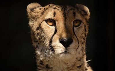 Ústecká zoo přišla o obě mláďata geparda štíhlého, kvůli nemoci byla utracena