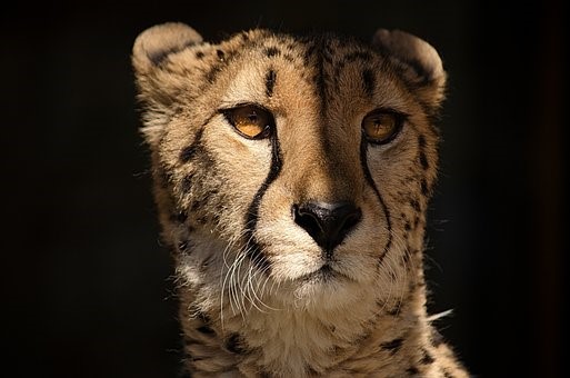 Ústecká zoo přišla o obě mláďata geparda štíhlého, kvůli nemoci byla utracena