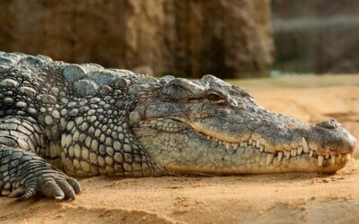 Odborníci po dvou letech určili pohlaví mladých krokodýlů v olomoucké zoo
