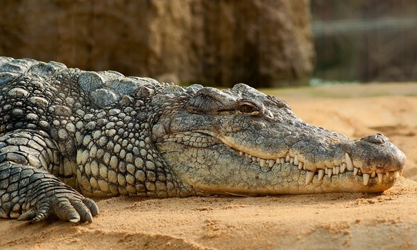 Odborníci po dvou letech určili pohlaví mladých krokodýlů v olomoucké zoo