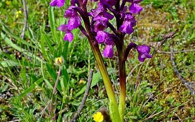 Vzácná orchidej by mohla růst v Českém středohoří na více místech