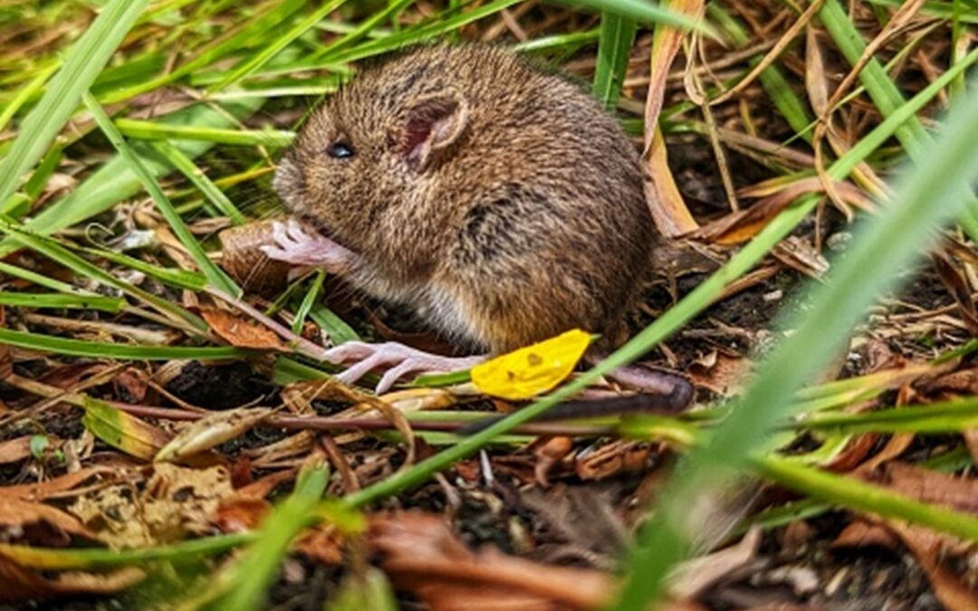 Farmáři, kteří nemohou hubit hraboše jedem, mohou získat kompenzaci