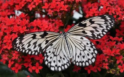 Výstava motýlů v pražské botanické zahradě představí proces jejich vývoje