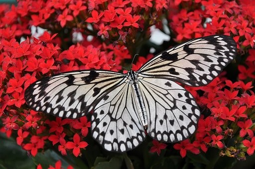 Výstava motýlů v pražské botanické zahradě představí proces jejich vývoje