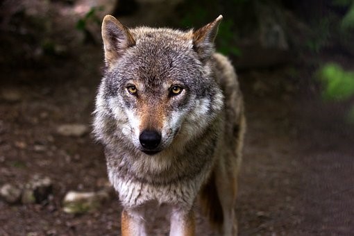 Krkonoše se staly dalším vlčím teritoriem v ČR, jsou tam zřejmě dvě smečky