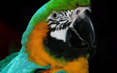 V papouščí zoo v Bošovicích letos odchovali zatím 60 mláďat