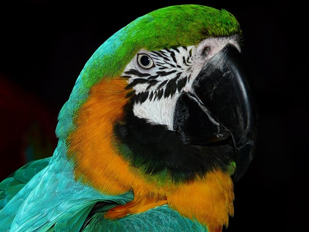 V papouščí zoo v Bošovicích letos odchovali zatím 60 mláďat