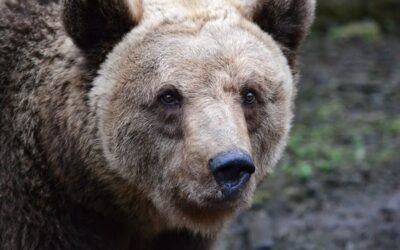 V plzeňské zoo po zimním spánku oslavili kulatiny všichni tři medvědi
