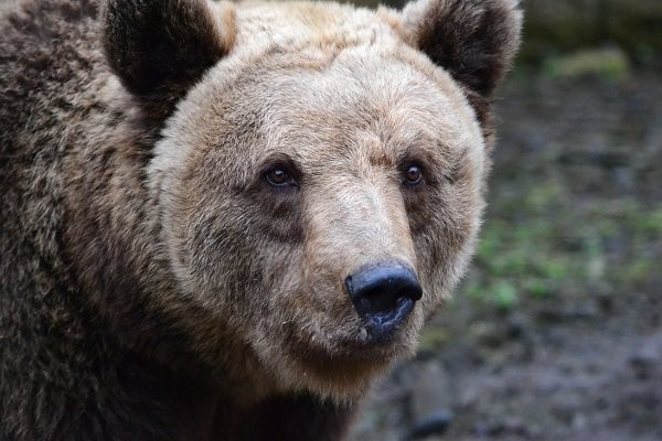 V plzeňské zoo po zimním spánku oslavili kulatiny všichni tři medvědi