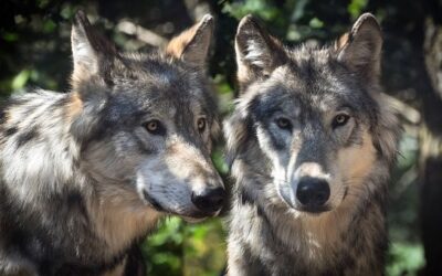 Zoologové Správy KRNAP ověřují četnější pozorování vlků v Krkonoších