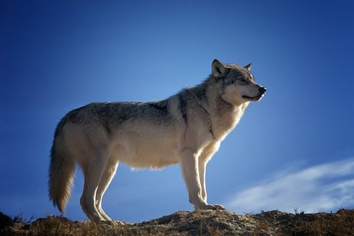 V Podkrkonoší se objevili málo plaší vlci, kraj vyzval veřejnost k obezřetnosti