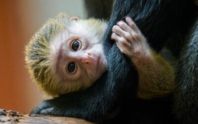 Ústecká zoo vstupuje do návštěvnické sezony s řadou novinek