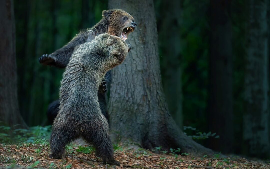 Nejlepší fotografií přírody se stal snímek, který zachytil souboj medvědů