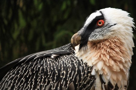 Další orlosup z chomutovského zooparku se možná dostane do volné přírody