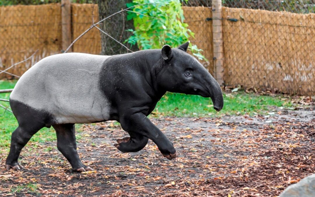 Z ústecké zoo odcestoval tapír čabrakový, v expozici ho nahradí chovný pár