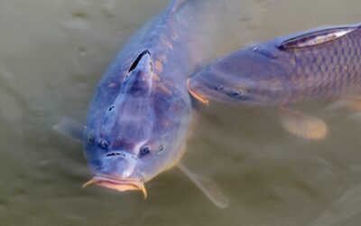 V rybníku v Drozdicích u Pardubic uhynulo asi 800 kg ryb, příčina není známa