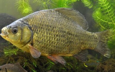 Pražská zoo vypustila přes stovku karasů obecných do rybníka v Přerově nad Labem