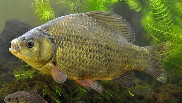 Pražská zoo vypustila přes stovku karasů obecných do rybníka v Přerově nad Labem