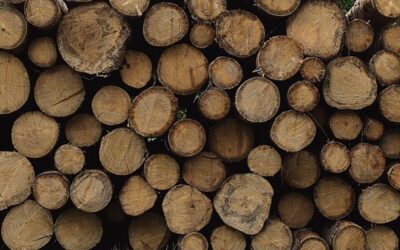 Národní park Šumava dal lesům pokutu 1,5 mil. Kč za nešetrnou těžbu dřeva
