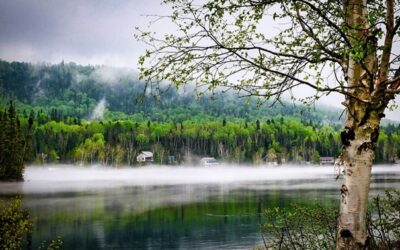 Hra Beecarbonize ukazuje, jak zabránit klimatické změně