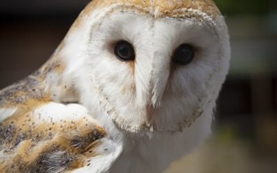 Táborské zoo se podařilo rozmnožit silně ohroženou sovu pálenou