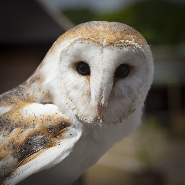 Táborské zoo se podařilo rozmnožit silně ohroženou sovu pálenou