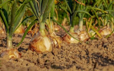 Dobrovolníci z ciziny pomáhají na ekologické farmě na Litoměřicku