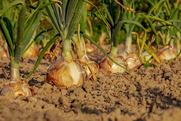 Dobrovolníci z ciziny pomáhají na ekologické farmě na Litoměřicku