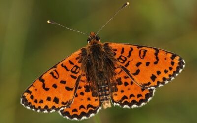 ČSOP rozšířil vlastnictví entomologicky cenné lokality Hraničky u M. Třebové