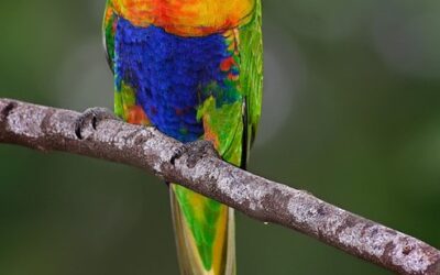 V Hrotovicích je k vidění na 150 druhů okrasných ptáků včetně loriů