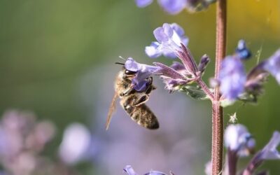 V Česku žijí tisíce druhů opylovačů, ti divocí jsou podle vědce ohrožení