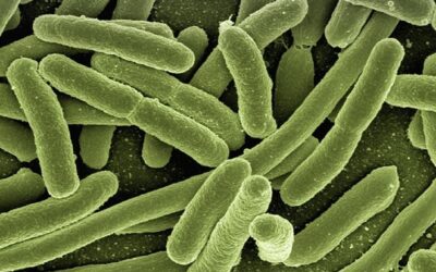 Změna klimatu ohrožuje podle vědců bakterie a houby v lesní půdě