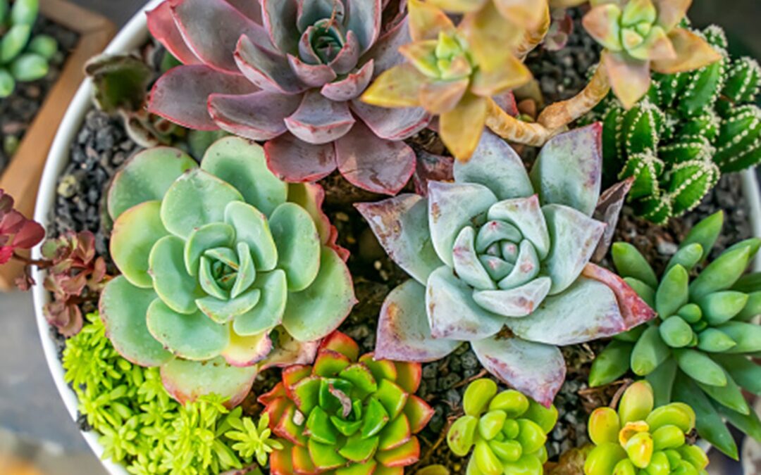 V botanické zahradě v Brně jsou k vidění sukulenty z celého světa