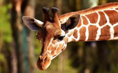 Zoo Ostrava chystá dokumentární cyklus o roli zoo při ochraně přírody