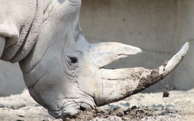 Se záchranou nosorožce bílého severního mají pomoci genetici z americké Colossal