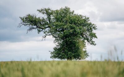 Stromem roku je hrušeň, která roste v poli u Mrákotína v Železných horách