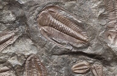 Paleontologové analyzovali potravu trilobita ze sbírek rokycanského muzea