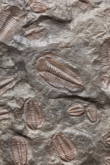 Paleontologové analyzovali potravu trilobita ze sbírek rokycanského muzea