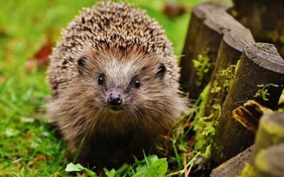 Záchranná stanice Huslík u Poděbrad přijala letos 2464 zvířat, nejvíc za 40 let