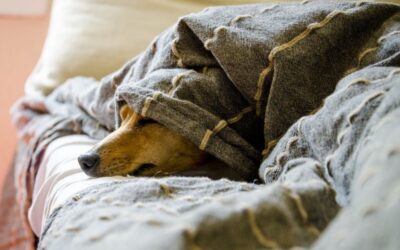 Peníze z brněnského projektu Daruj kelímek využije psí hospic na veterináře