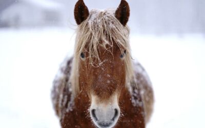 Veterináři upozorňují na dodržování životních podmínek zvířat v mrazech