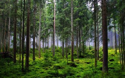 Greenpeace si stěžuje ombudsmanovi kvůli plánům na kácení v Krušných horách