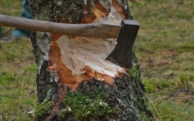 U soudu v Ústí nad Labem dřevorubci kácí stromy kvůli stavbě lávky
