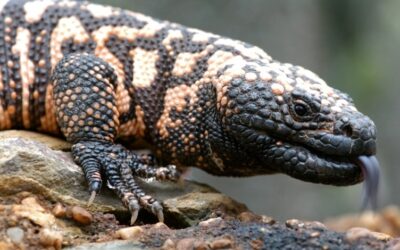 V plzeňské zoologické zahradě odchovali dva druhy jedovatých ještěrů korovců