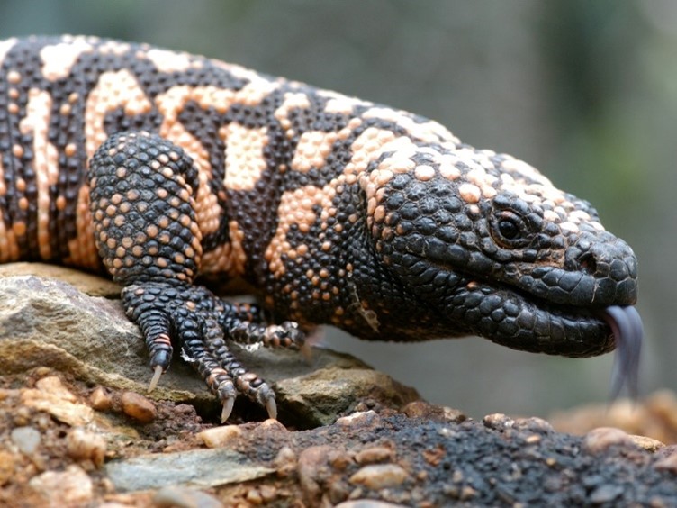 V plzeňské zoologické zahradě odchovali dva druhy jedovatých ještěrů korovců