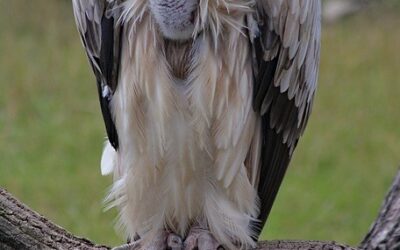 Zlínská zoologická zahrada odchovala poprvé v historii mládě supa chocholatého
