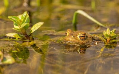 Vědci: Skokan Grafův při rozmnožování předává genom jen jednoho rodiče